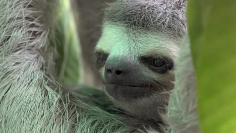 three-toed sloth close up