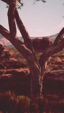 a twisted tree trunk in a desert landscape