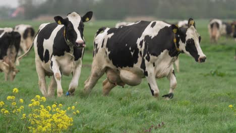 cows running in a field