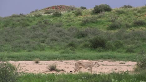 Plano-General-De-Una-Leona-Caminando-Por-El-Marco-Con-El-Exuberante-Paisaje-Verde-Y-Oscuras-Nubes-De-Tormenta-En-El-Fondo,-Parque-Transfronterizo-Kgalagadi