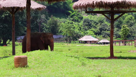 Elefant,-Der-Im-Schatten-Mitten-Auf-Dem-Feld-Steht