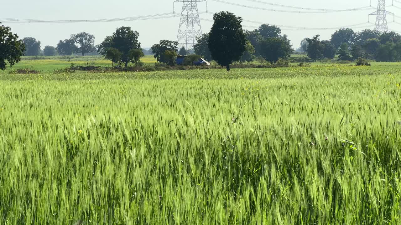 panning shot of wheat field