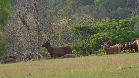 Hirsch-Stehend-Und-Nach-Links-Gerichtet-In-Die-Kamera-Blickend,-Andere-Ruhen-Im-Gras,-Einige-Weibchen-Ebenfalls-Stehend-Und-Wachsam