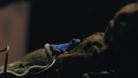 Turquoise-Dwarf-Gecko-sitting-still-on-a-branch,-during-night-time---Static-view---Lygodactylus-willamsi