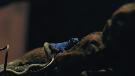 gecko enano turquesa sentado quieto en una rama, durante la noche - vista estática - lygodactylus willamsi