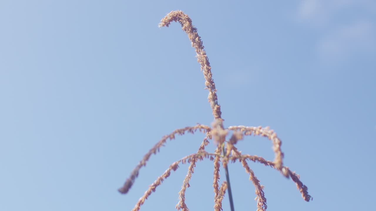 부드러운 바람에 불어오는 옥수수 꽃의 느린 속도 중간