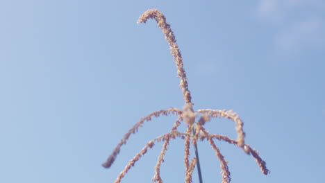 slow motion medium shot of corn flower blowing in a gentle breeze