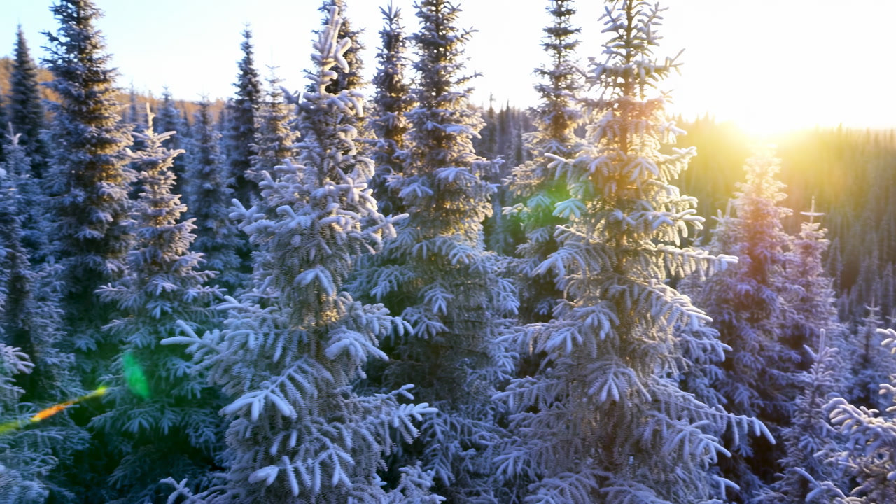 Sunrise Over Frosted Spruce Forest, Golden Sunlight Filters Through Conifer Canopy, Lens Flare Illuminates Icy