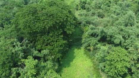 Aerial-view-shot-of-deep-green-forest