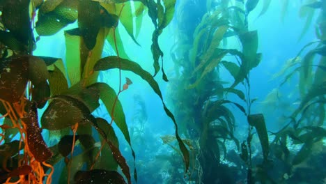 Un-Fascinante-Y-Enigmático-Bosque-De-Algas-Marinas-Alberga-Una-Multitud-De-Criaturas-Marinas