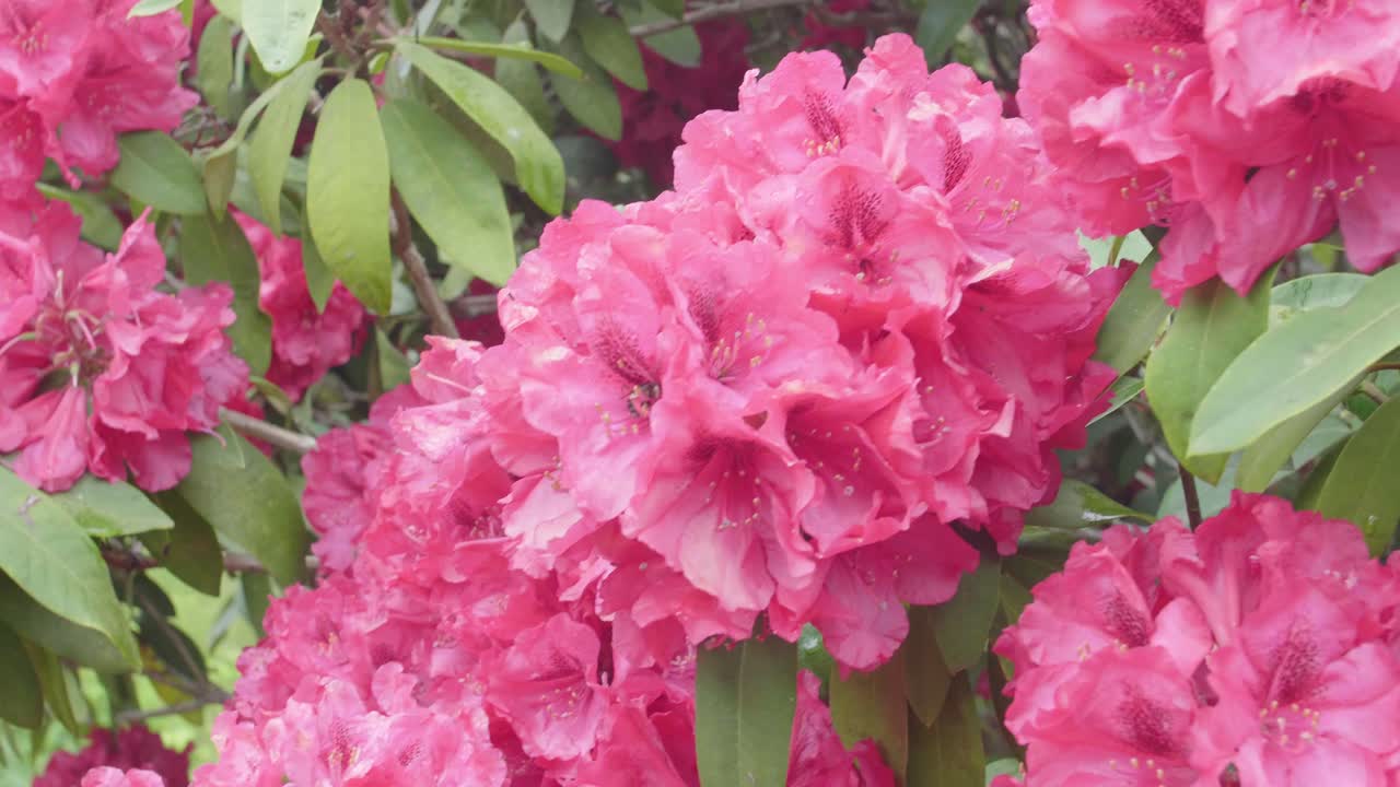 벌 이 꽃가루 를 수집 하는 것