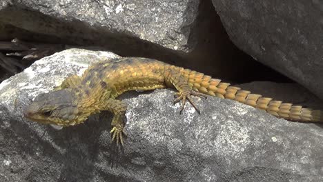 full length lizard on grey rock formation