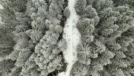 Antena-Directamente-Encima-Del-Frío-Bosque-De-Pinos-De-Invierno-Cubierto-De-Nieve