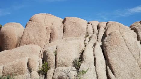 Tree-Boulders-3