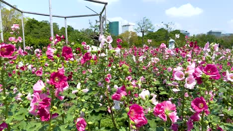 a colorful field of hollyhocks under bright daylight in jatujak park, bangkok. the scene captures lush greenery and vibrant blooms