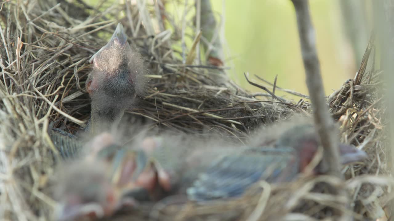 Close up view of baby birds in nest after hatching from eggs
