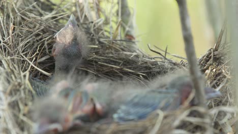 close up view of baby birds in nest after hatching from eggs