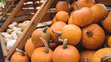 Animation-of-white-specks-floating-over-pumpkins-on-shelves