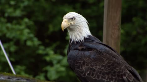 closeup frame of a adult bald eagle in a rainy day