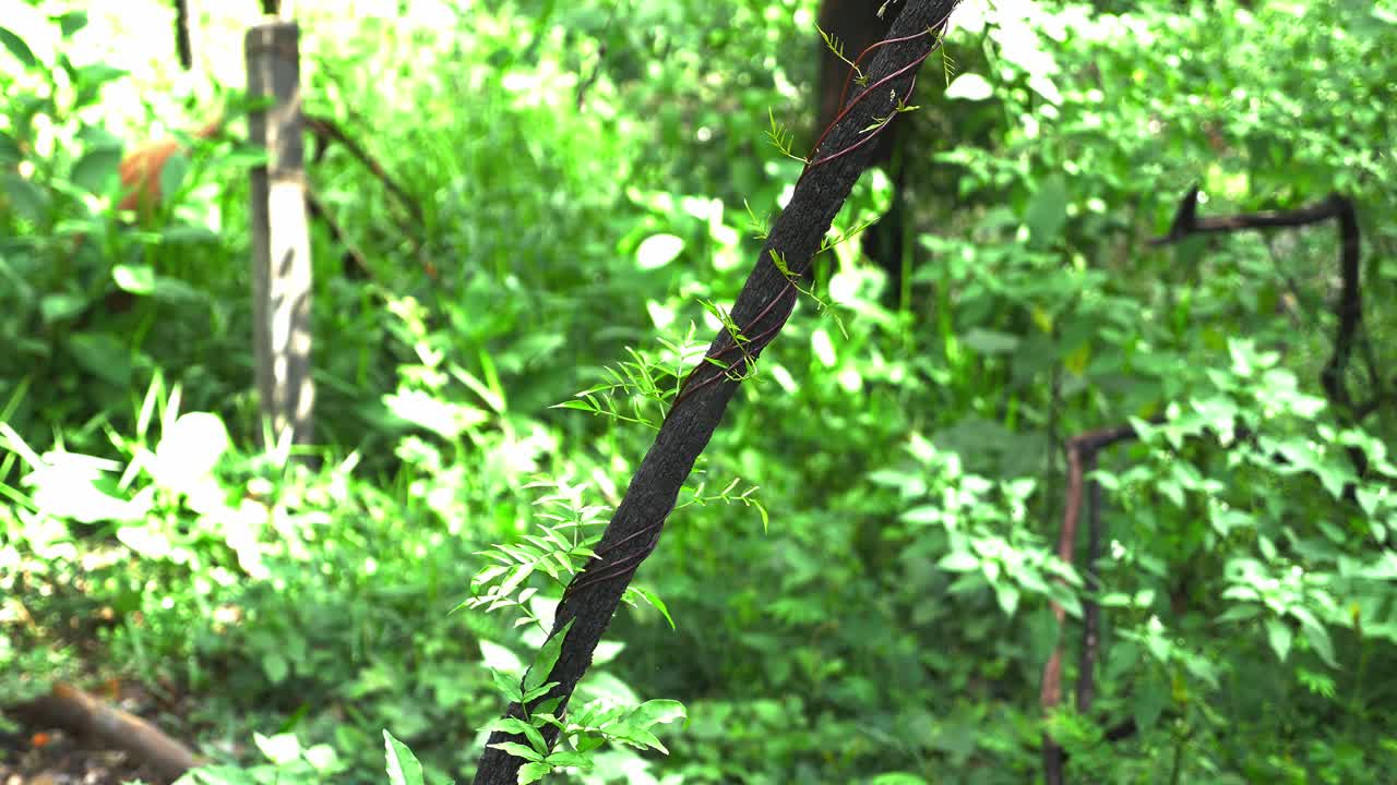 덩굴이 나무 줄기 주위에서 자라고 오르고 있다 - 산불 이후 다시 자라는 식물과 나무 - 퀸즐랜드, 호주