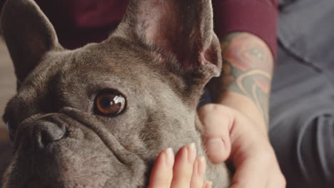 close-up vista de um rosto de cachorro bulldog 2