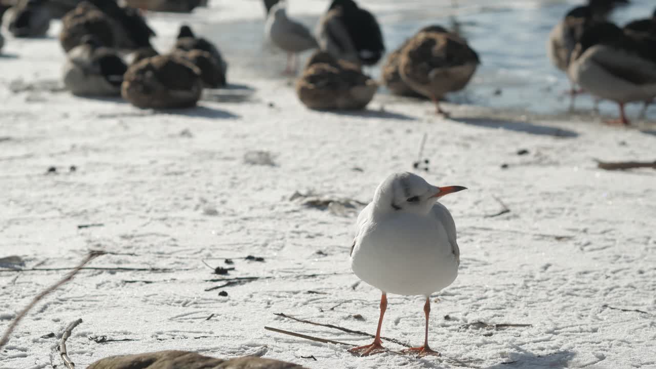 얼어붙은 호수에 서서 주위를 둘러보는 귀여운 갈매기