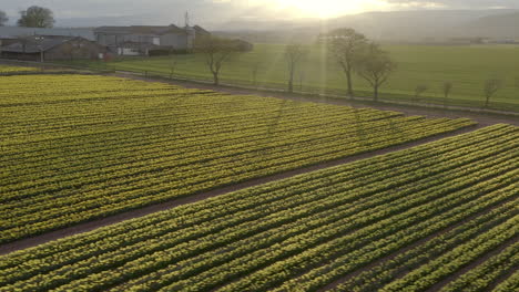 An-aerial-view-traveling-right-to-left-along-a-treeline-over-a-field-of-yellow-daffodils-with-farm-buildings-in-the-background-as-the-spring-sun-begins-to-set,-Aberdeenshire,-Scotland