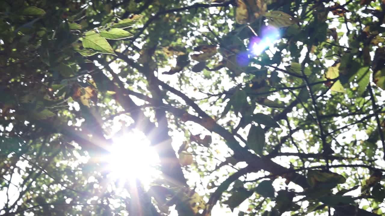 푸른 잎과 나무 사이로 빛나는 태양