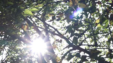 sun glimmering through the green leaves and trees