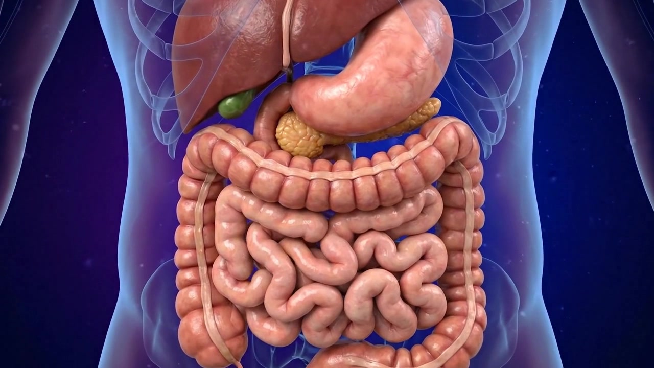 Illustrazione medica dettagliata del sistema digestivo umano