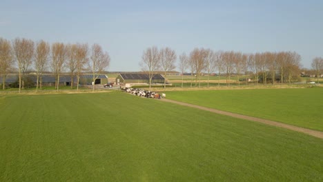 Cows-standing-on-dirt-road-in-grass-field-in-countryside-of-Holland