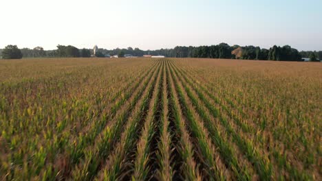 a low angle view of long rows of corn on a farm during a bright sunrise