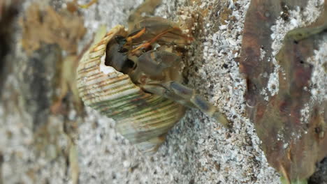 Hermit-crab-on-a-sandy-beach---isolated-vertical-close-up