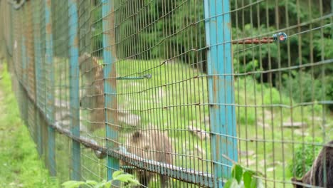 Bears in an enclosure