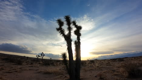 Con-La-Silueta-De-Un-árbol-De-Joshua-En-Primer-Plano,-Una-Brillante-Puesta-De-Sol-Y-Un-Paisaje-Nublado-Embellecen-El-Desierto-De-Mojave---Lapso-De-Tiempo