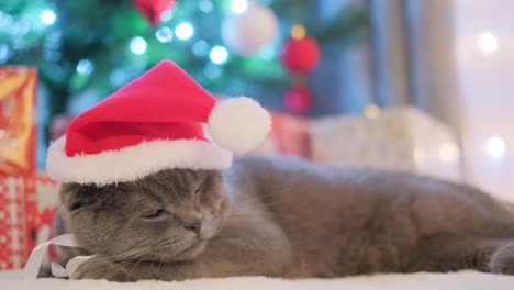 A Closeup of a Gray Fluffy Cat Sleeping against the Background of a Christmas Tree and Gifts a Closeup of a Gray Fluffy Cat Sleeping against the Background of a Christmas Tree and Gifts a Cat in a Santa Claus Costume Sleeping Cat