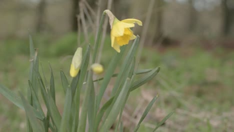 Einzelne-Gruppe-Gelber-Narzissen,-Die-Wild-In-Waldschwenkaufnahmen-Wachsen