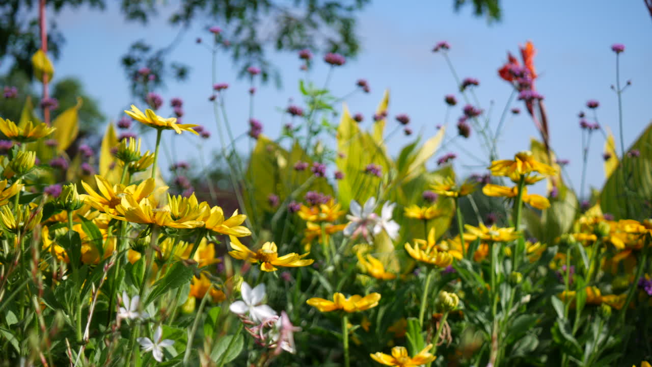 Flowers, garden nature, summer, spring, floral, botanical, botany, yellow flowers