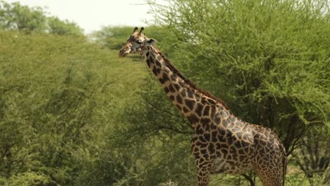 a lone giraffe in the african savannas hides from the scorching sun between the trees