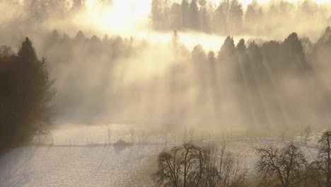 beautiful sun flares are shining through the fog over some pines in switzerland