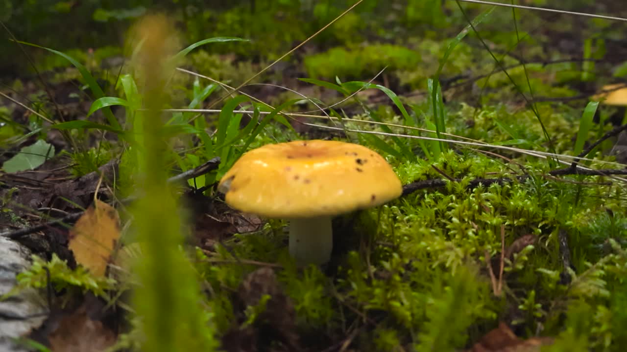 Close up pull in shot towards a wet and damp yellow russula mushroom on a mossy and grassy forest floor after rainy day with bokeh blurry background. Twigs, pine needles and fallen leaves around it