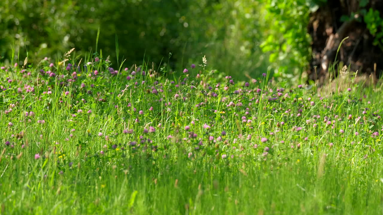 A field of green grass with small purple and yellow flowers There are trees in the background