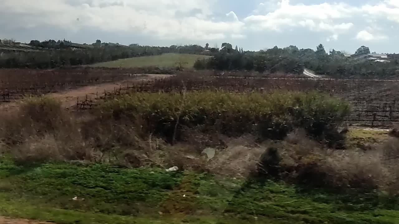 un campo con unos pocos árboles y una casa en la distancia