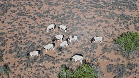 Rebaño-De-Ovejas-Dorper-Pastando-En-El-Campo-De-Hierba-Seca-En-El-Distrito-Este-De-Somerset,-Cabo-Oriental,-Sudáfrica