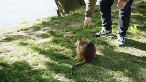 a tourist feeds leaves to a friendly nutria at river vltava in prague, czechrepublic