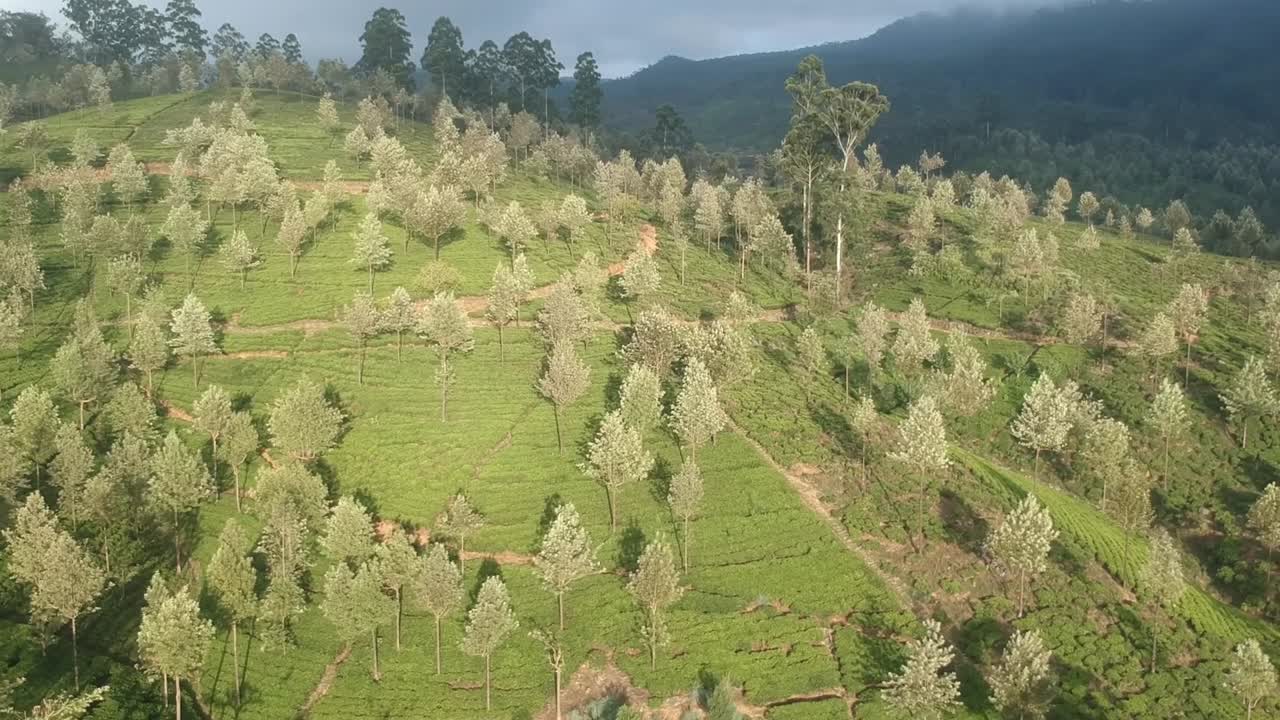 Aerial Over White Trucks Going Through Tea Plantation In Sri Lanka. Follow Shot