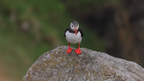 atlantic puffin (fratercula arctica), on the rock on the island of runde (norway).