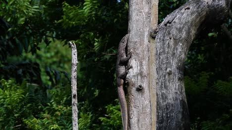 El-Lagarto-Monitor-Nublado-Se-Encuentra-En-Tailandia-Y-Otros-Países-De-Asia