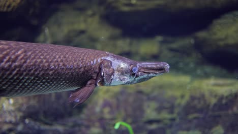 Fisch-Langnasengar-(lepisosteus-Osseus),-Auch-Bekannt-Als-Langnasengarpike-Und-Billy-Gar,-Ist-Ein-Rochenfisch-Aus-Der-Familie-Der-Lepisosteidae.