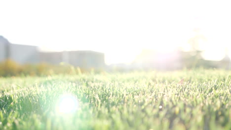 sunrise over a grassy field